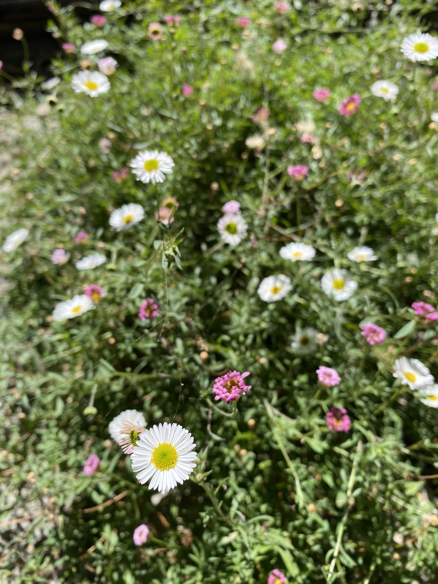swarndgold's tweet photo. #flowers #nature #blossom #bengal #photography #floral
#salvation
#SwarnaliStudio
#SwarnaliMondal
#pune #Kolkata #mumbai #banglore #chennai #delhi #hyderabad #Gujarat #usa #uk #newzealand #Netherlands #Spain #Europe #Australia #Canada https://t.co/yVunCx1JDC