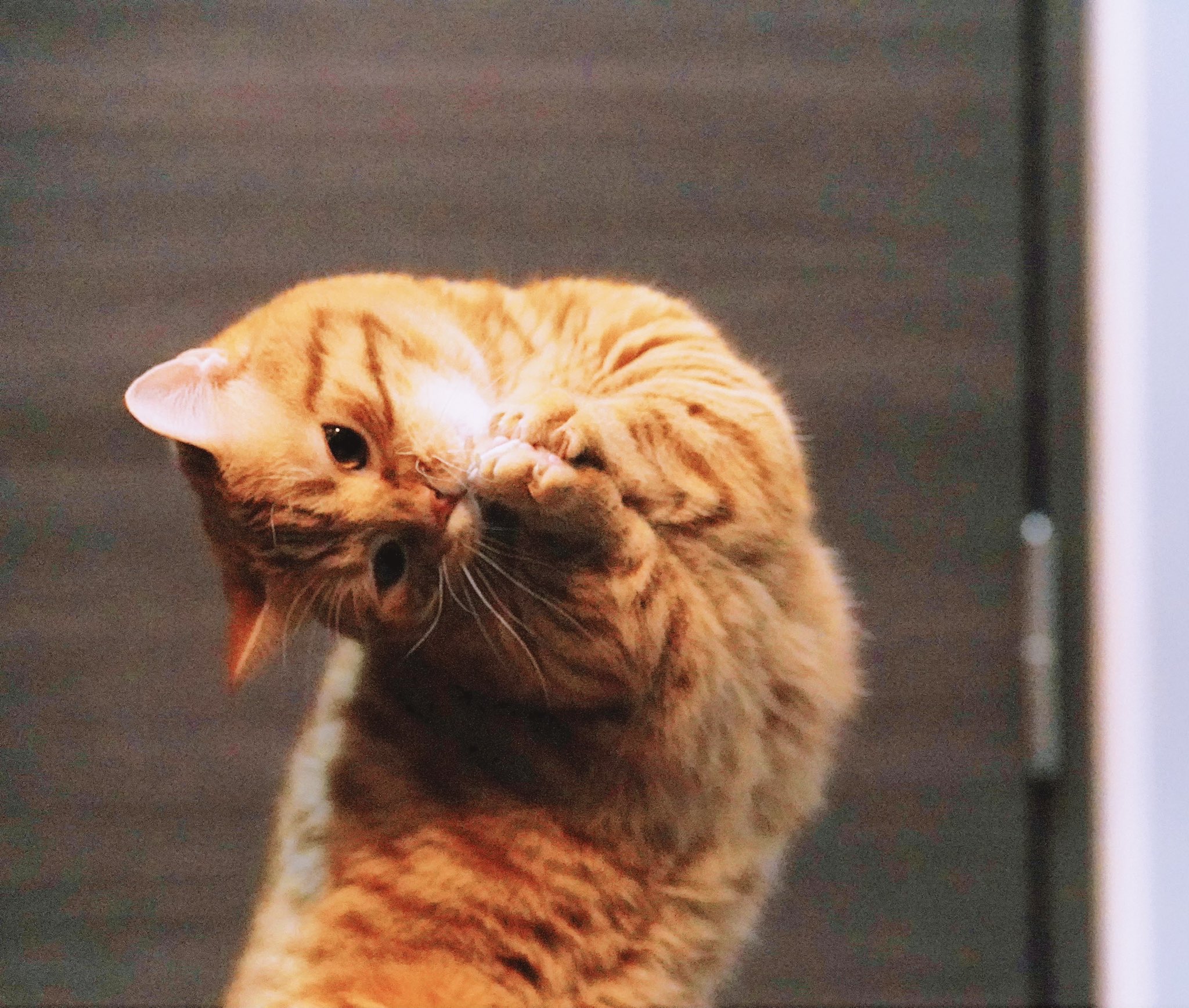 ドキンちゃん (@ScUsJ1zfLndmLKM) / X