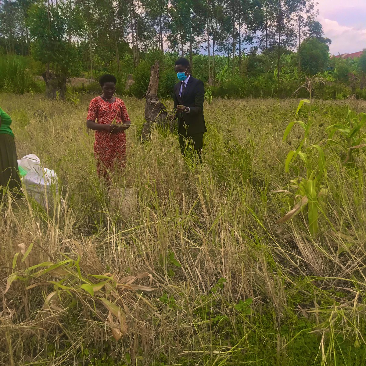 mulindwa_guy's tweet photo. Agroforestry is one of the great ways to combat climate change and increase food security in Africa!
Farmers @believe_youth have practiced and benefited a lot from it... We are expanding our reach to all East African Countries.
Join us #fornature #foryourplanet https://t.co/jOZU96NFpz