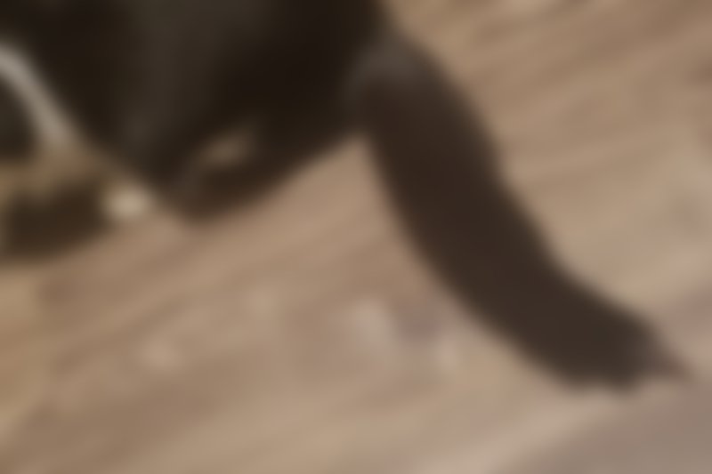 Please help me help my furbaby! Anything will help me come up with the amount needed!
 Please support my GoFundMe campaign:..... here is the link to help me!! gf.me/u/zdr38h gofundme.com/f/28gya15blc?s… <a href="/gofundme/">GoFundMe</a>