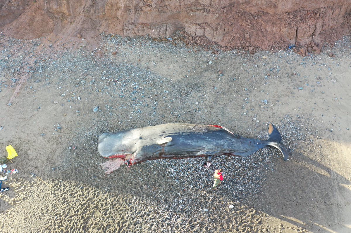 Heading back to site again today, hopefully last day at the beaches. Unfortunately it emerged yesterday that the mandibles had been removed from four of the  #spermwhales. Very sad...  #CSIoftheSea