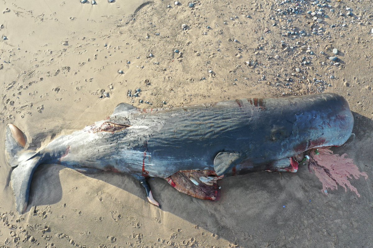 Heading back to site again today, hopefully last day at the beaches. Unfortunately it emerged yesterday that the mandibles had been removed from four of the  #spermwhales. Very sad...  #CSIoftheSea