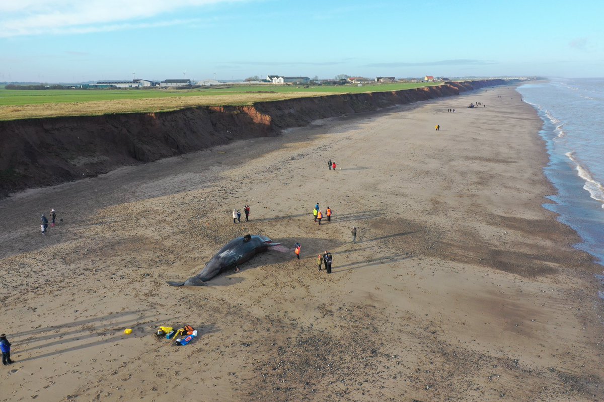 Heading back to site again today, hopefully last day at the beaches. Unfortunately it emerged yesterday that the mandibles had been removed from four of the  #spermwhales. Very sad...  #CSIoftheSea