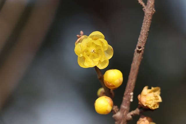 新日本カレンダー広報室 今日の花言葉 12月30日 ろうばい 慈悲の心 365日の誕生花 花言葉 ろうばい 慈悲の心 花 Flower 広報室 今日の花言葉 カレンダー Calendar T Co Mylfxdhksu Twitter