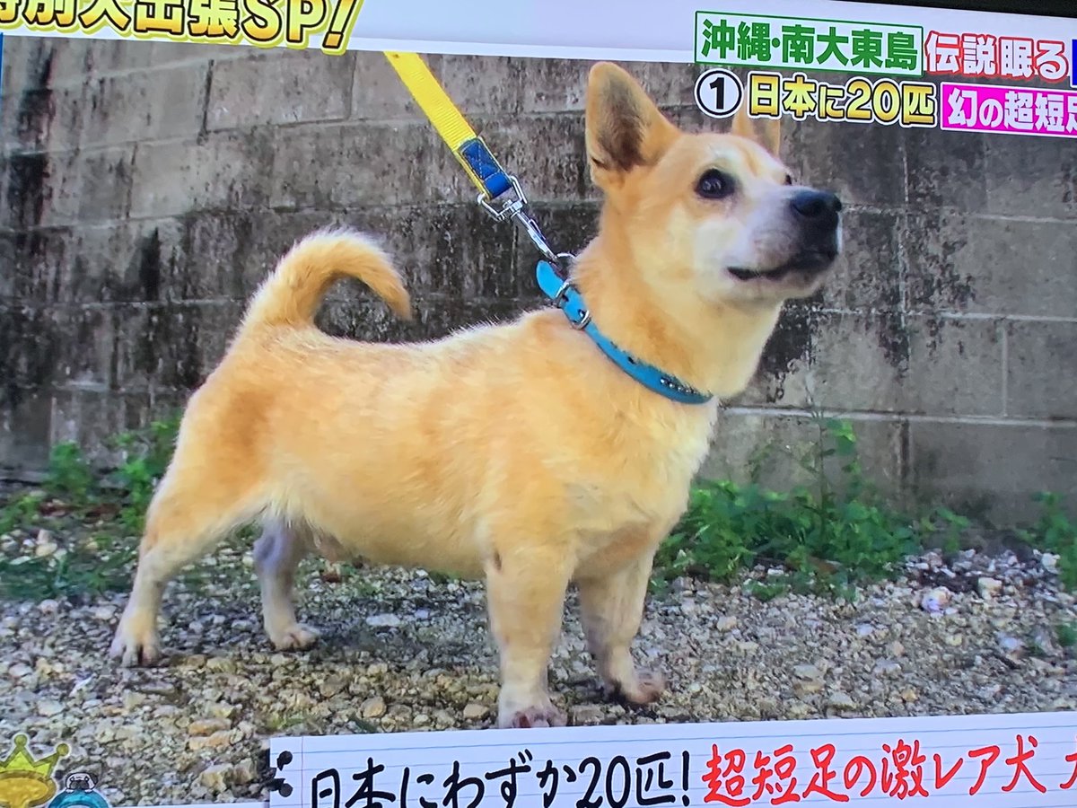 大東犬 特徴 大東犬 特徴