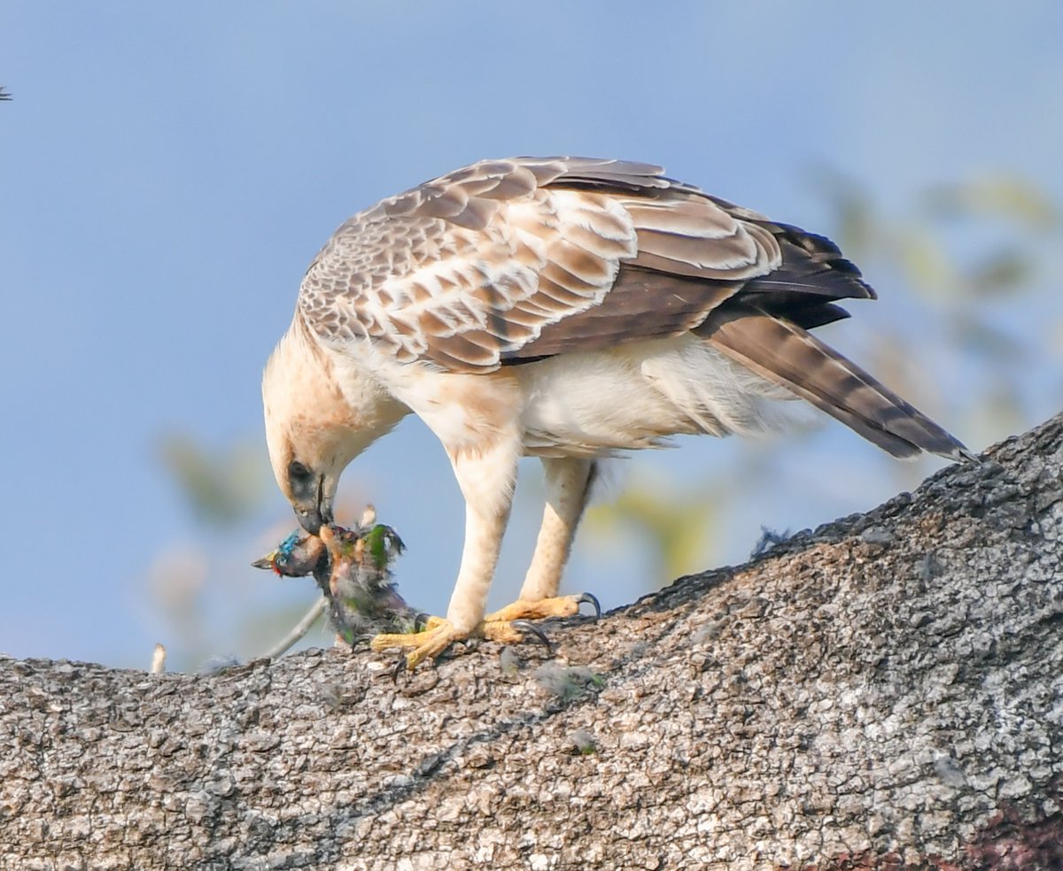 Changable hawk eagle with blue throated barbet kill.
#nuts_about_birds #birdphotography #birdsofinstagram #birdofuttarakhand #corbettnationalpark #avian #nikond500 #nikon200500mm #natgeoyourshot #bbcwildlife #birdlovers #birdsofindia @ParveenKaswan @Saket_Badola