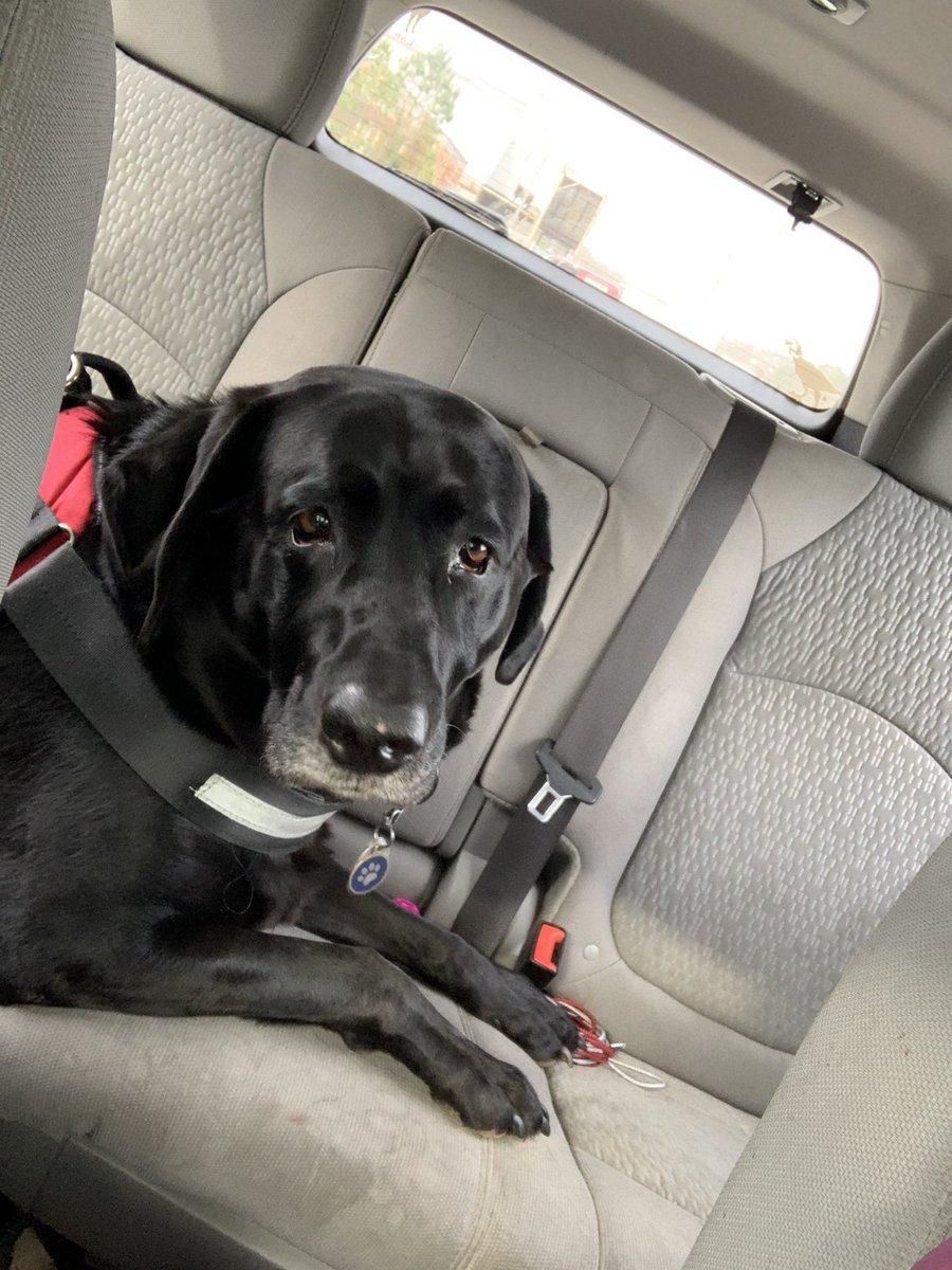 OrionTheLab's tweet photo. Frens, I had a rough day yesterday. I had to go to the doctor for blood work to try to figure out why I am limping.  As if that wasn’t bad enough!  Two shots!!!  Then I threw up at home. 😢🥺. I’m all better today, though!!  Mama said I was a brave boy. #ihatethevet #ihateshots https://t.co/HPfvWKhYtE