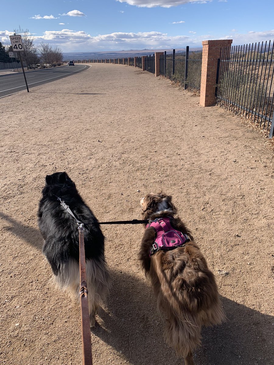 Today I took some company on my walk to get my steps in. #jaxhasproblems #redheadedsatanpuppy #zone2steps <a href="/Kenneth_Zone2/">Kenneth salazar</a> <a href="/SalazarAPSz2/">APSSalazar</a>