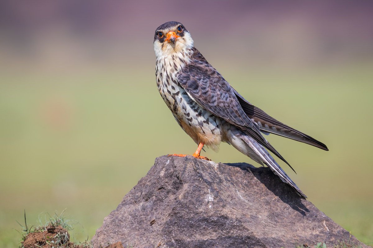 samthebirder's tweet photo. The #amurfalcons are putting up a great show for #birders near #pune. The females are duller gray above &amp; their white underparts are well marked with dark chevrons @Canon_India @Avibase @IndiAves #BBCWildlifePOTD #TwitterNatureCommunity @zepaurban @NatureIn_Focus @ThePhotoHour https://t.co/nHD32QEblA