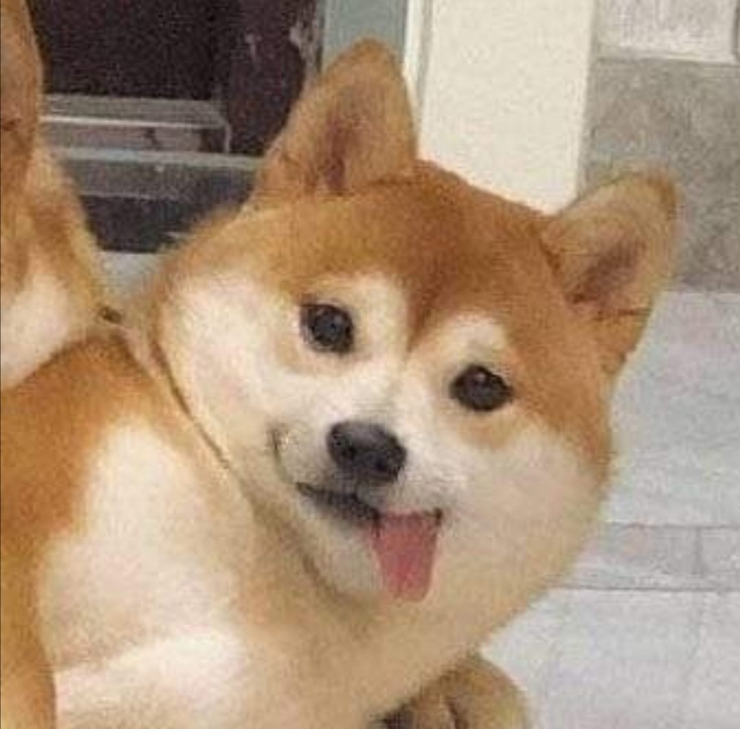 perritos_hc tweet picture