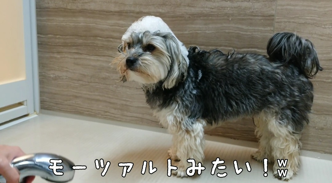 ダンロ ルゥ キダ タロー先生のヘアスタイルになった犬 ヘアスタイル マルーキー 犬 モーツァルト キダダロー Youtube犬 ルゥ わんこ 犬シャンプー トレンドヘアスタイル