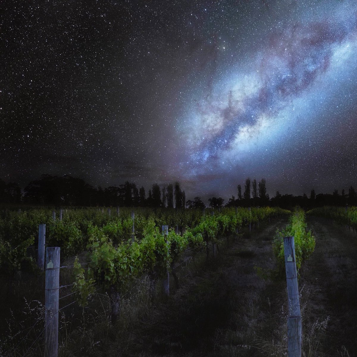 Our brightest star🌟

A vineyard that is nurtured with an attention to detail that embraces our pristine natural environment. The majesty of Luminosa vineyard by night 📸 @renmcgann #vineyardlife