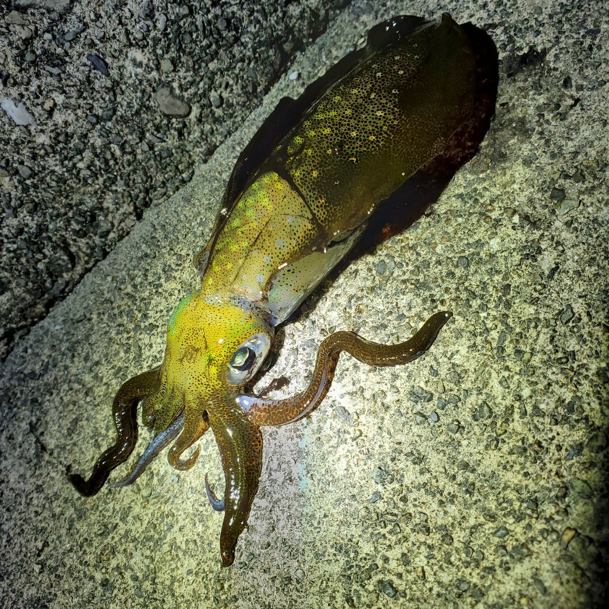 n_elfi_r's tweet image. #今年のベスト釣果を4枚で振り返る 
1.エギングで初めてアオリイカ釣れた♡
2.真鯛80cm♡
3.サワラm超え♡
4.初メバチマグロ♡

10キロ超えのブリは来年絶対釣り上げたい!!
なーたんの今年のベストは携帯と共に写真もなくなっちゃった😭