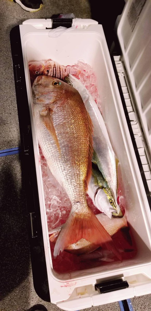 n_elfi_r's tweet image. #今年のベスト釣果を4枚で振り返る 
1.エギングで初めてアオリイカ釣れた♡
2.真鯛80cm♡
3.サワラm超え♡
4.初メバチマグロ♡

10キロ超えのブリは来年絶対釣り上げたい!!
なーたんの今年のベストは携帯と共に写真もなくなっちゃった😭