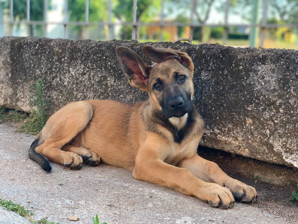 valemachuca05's tweet photo. Te amo en cada fase de tus orejitas🐶🧡 https://t.co/Er5sPa9MWf