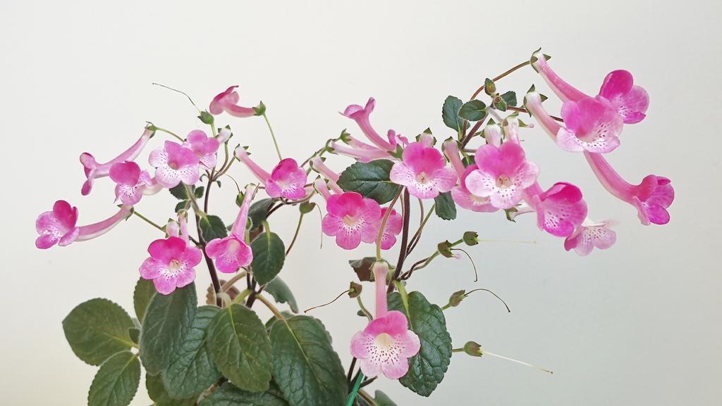 May91974480's tweet photo. 🍃🌺🍃🌺🍃 #flowers #nature #sky #trees #mountains #leaf https://t.co/ta1dcalxJU
