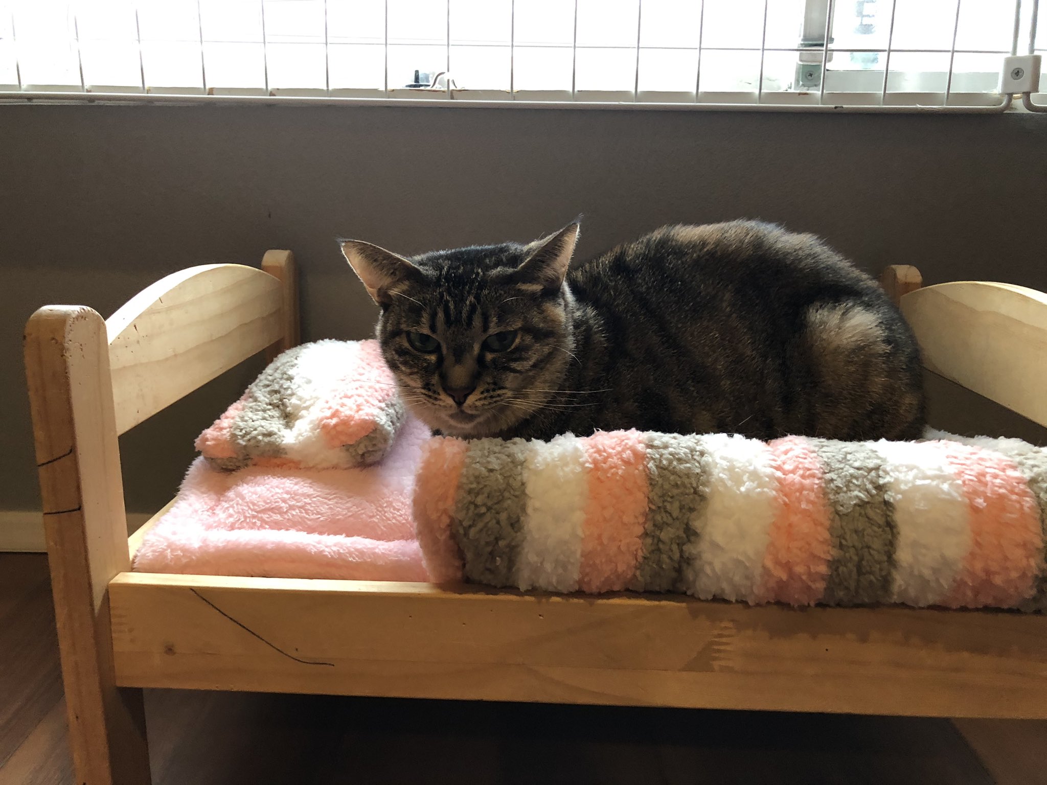 Vega 高円寺の保護猫カフェ拝啓ねこ様オープンしております 猫納めをお待ちしています T Co Lcdoqc6tlj Twitter