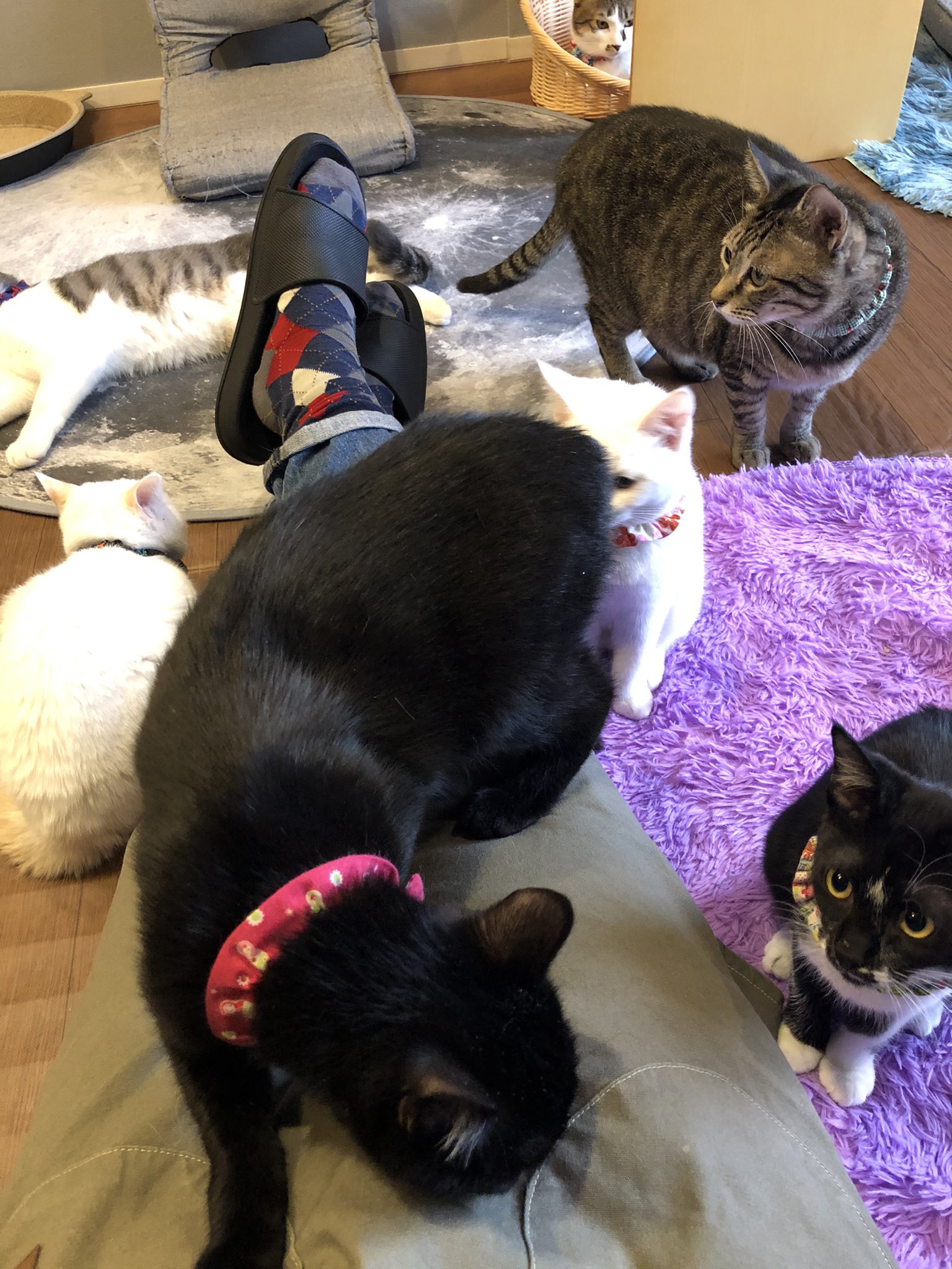 Vega 高円寺の保護猫カフェ拝啓ねこ様オープンしております 猫納めをお待ちしています Vega 高円寺の保護猫カフェ拝啓ねこ様オープンしております 猫納めをお待ちしています