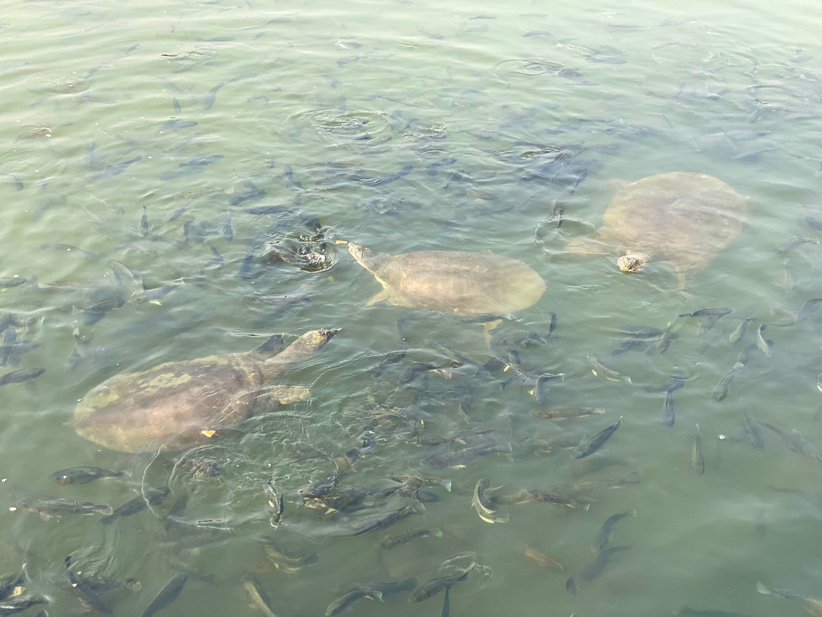 We are at Champanath Temple now. It’s around 1000 years old temple dedicated to lord Siva where you can see big turtles in a pond; fortunately no-one hurts them.  #Odisha