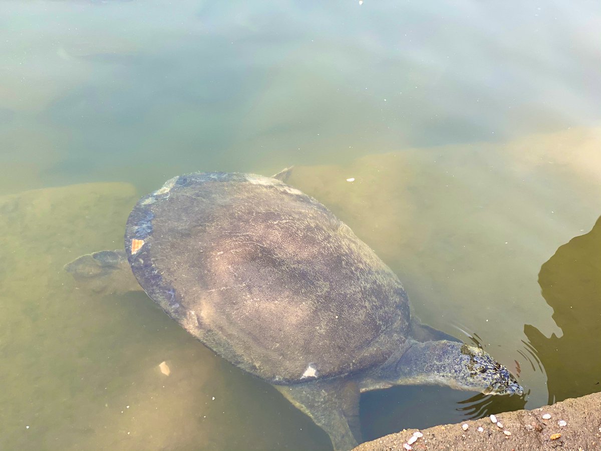 We are at Champanath Temple now. It’s around 1000 years old temple dedicated to lord Siva where you can see big turtles in a pond; fortunately no-one hurts them.  #Odisha