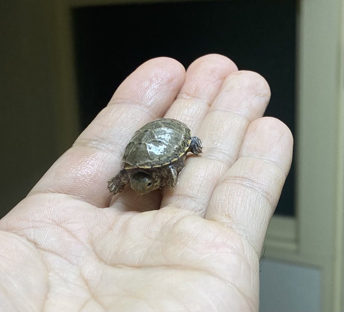 広尾の爬虫類 爬虫類関連情報配信 カメとレオパ販売中 على تويتر 先日 もうダメだろうなー と思ってたタマゴから孵化したキイロドロガメ 餌も食べだして順調です 1ヶ月ぐらい様子見て販売しようと思います 多分オス ただの直感ですが キイロドロガメ