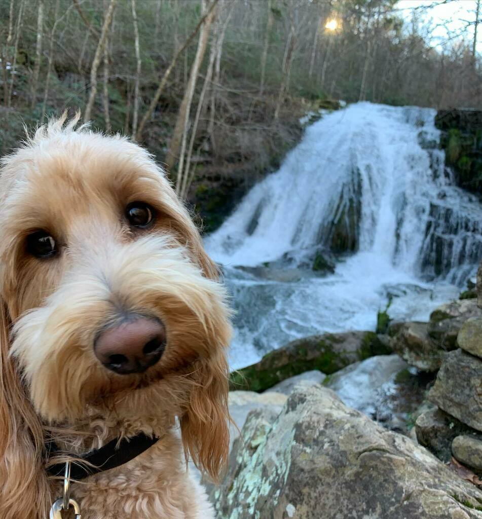 Of all the paths you take in life, make sure a few of them are dirt -John Muir.
.
.
...
.
.
#dirtpaths #waterfalls #goldendoodle #usforestservice #jeffersonnationalforest #virginia #hikeswithmom #mamasboy #roaringrunfalls #optoutside #hikemoreworryless #adventuredog #johnmuir