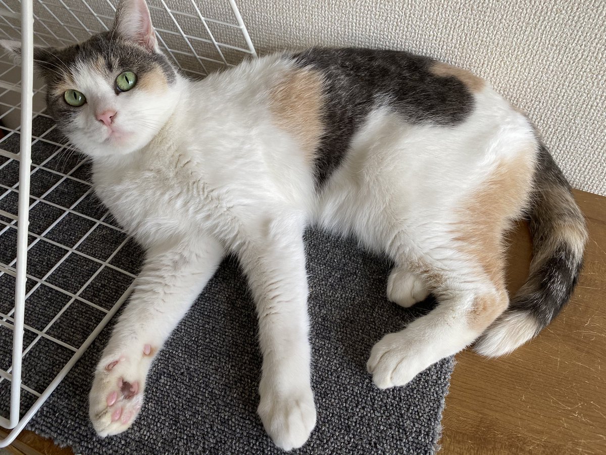 Umezawa_To's tweet photo. んんんん可愛い！！百点満点！！ https://t.co/mIqPyqqLt4