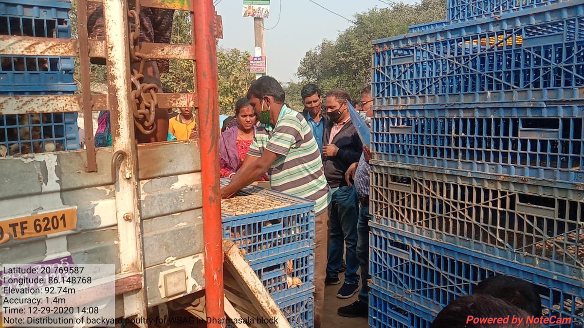 dm_jajpur's tweet photo. Distribution of 28days elite chicks at Badchana and Dharmasala Block of Jajpur District to 160 nos. of  WSHG farmers 25nos. each supplied by Opolfed Bhubaneswar. https://t.co/SXnZjKv3cQ