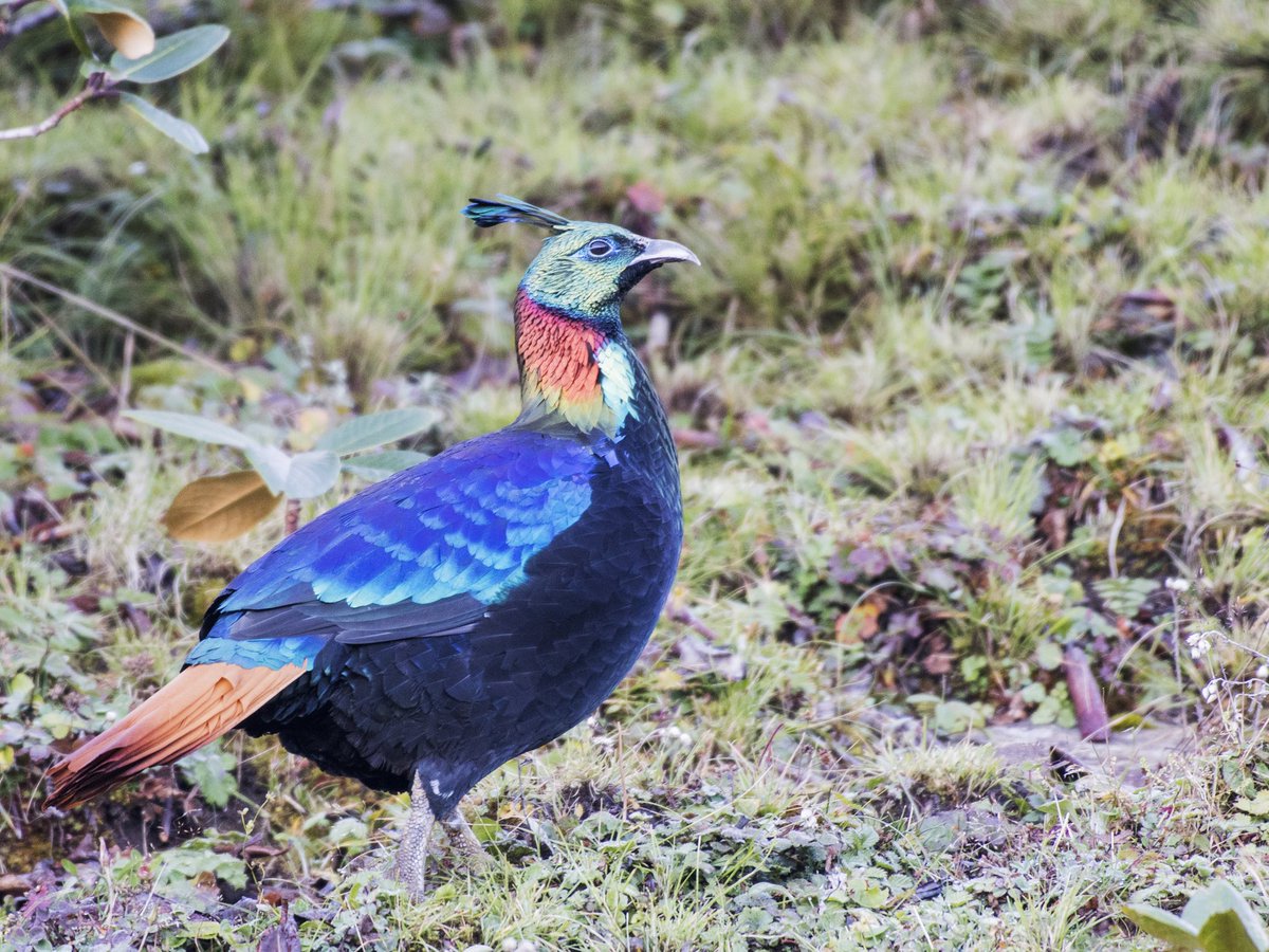 Himalayan Monal. Chopta. 
Beautiful state bird of Uttarakhand. 
#birdsofinstagram #birdofuttarakhand #euttaranchal #nuts_about_birds #birdsofindia #birdlovers #coloursofindia #uttarakhandtourism #uttarakhandheaven #uttarakhandphotography @euttaranchal