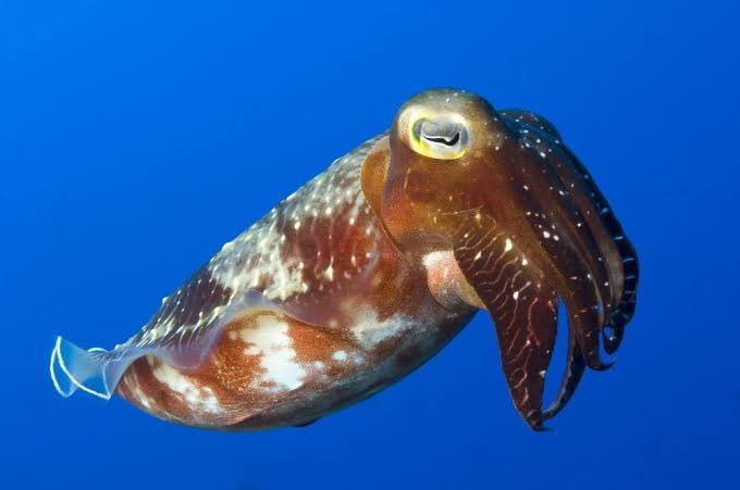 Hirugami Sachirou - Broadband cuttlefish