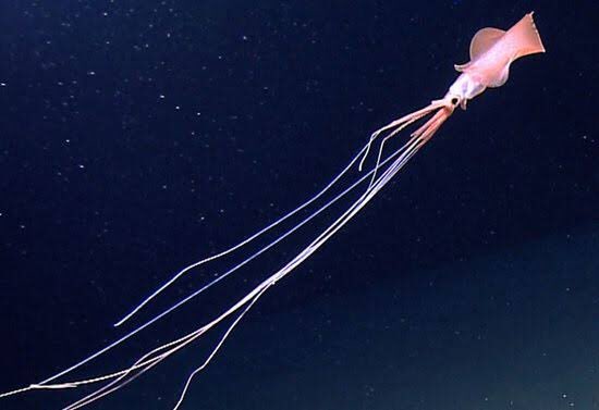 Gao Hakuba - Bigfin squid