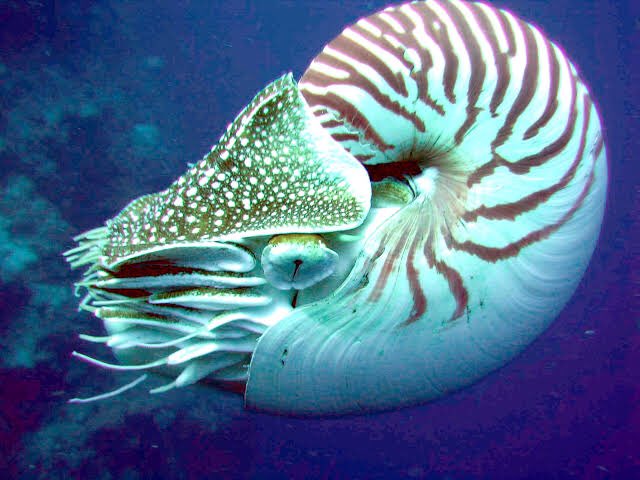 Suwa Aikichi - Chambered Nautilus