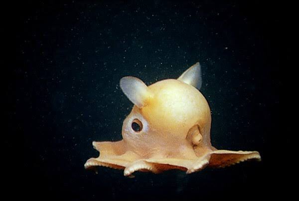 Liam Tokura - Dumbo octopus