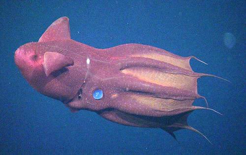Keiichirō Kanbayashi - Vampire squid