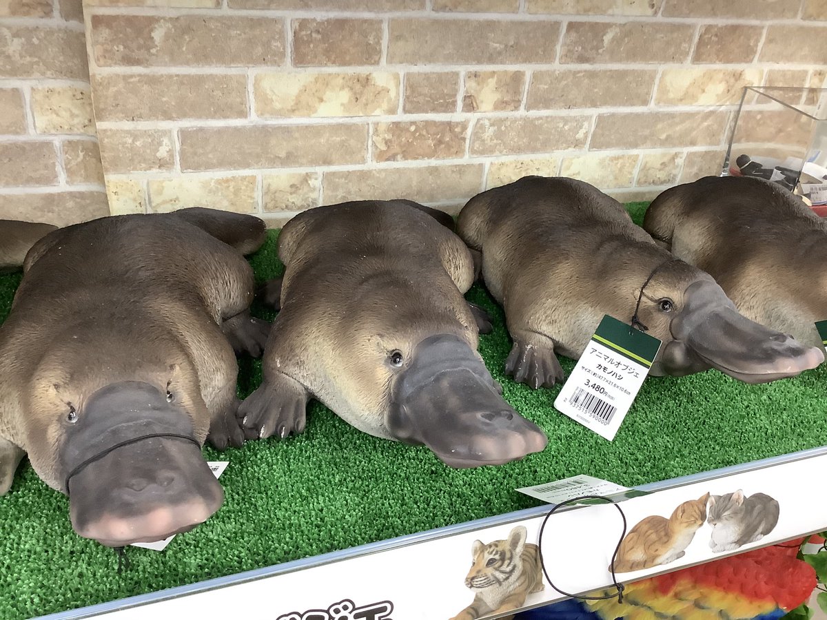 ビバホームに、カモノハシ大量発生。思わず買いたくなりましたが