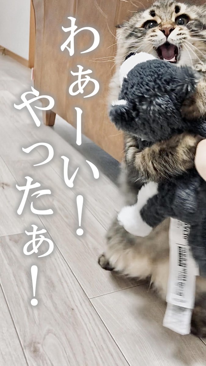 犬のぬいぐるみを見て なぜかテンションが爆上がりの猫 話題の画像プラス 犬のぬいぐるみを見て なぜかテンションが爆上がりの猫 話題の画像プラス