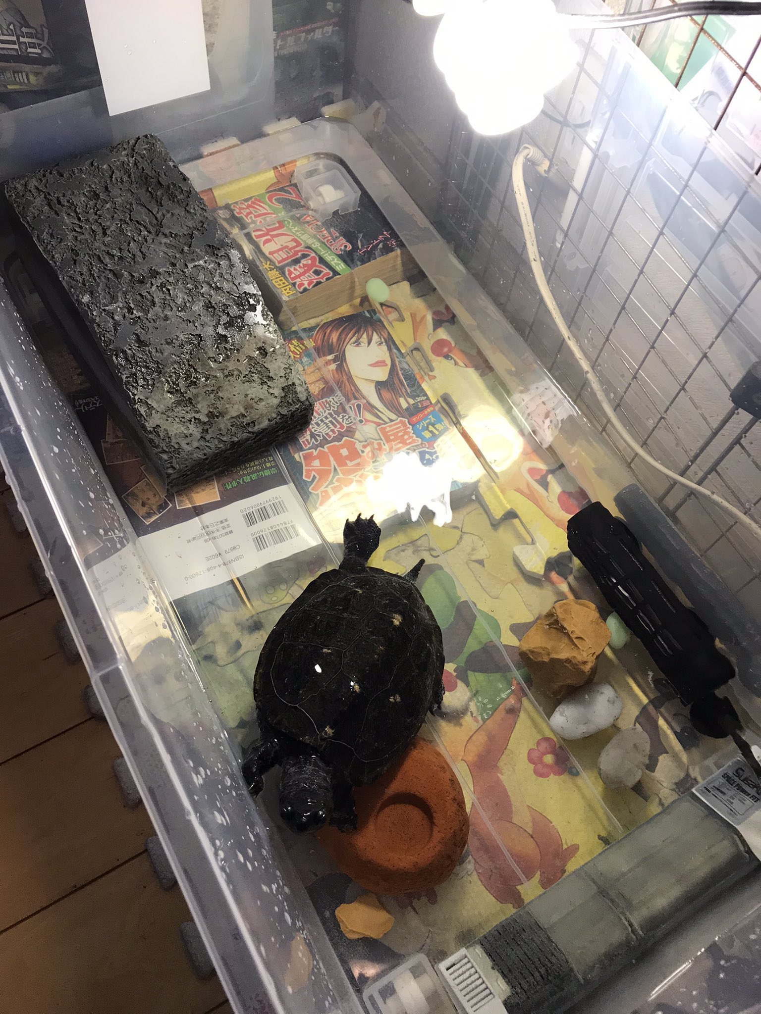 カメカメ 壊れた 壊した W水槽ケースの代わりに新しいカメ 水槽買ってきた クリアだから よく見える ー って 土台にしてる漫画本もw クサガメ カメ水槽 衣装ケース カメカメ 壊れた 壊した W水槽ケースの代わりに新しいカメ 水槽買ってきた クリアだから よく見える ー って 土台にしてる漫画本もw クサガメ カメ水槽 衣装ケース