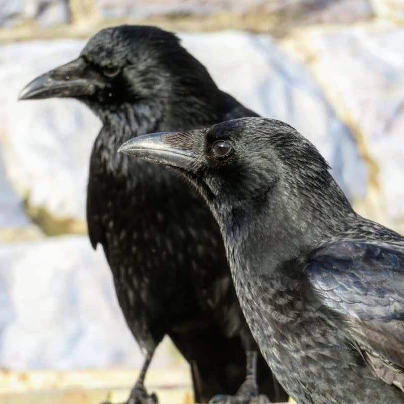 Totnesbabe's tweet photo. #crows #crowportraits #corvid #beachcrows #torquay #abbeysands #torbayinpictures https://t.co/21BGZKpO0j