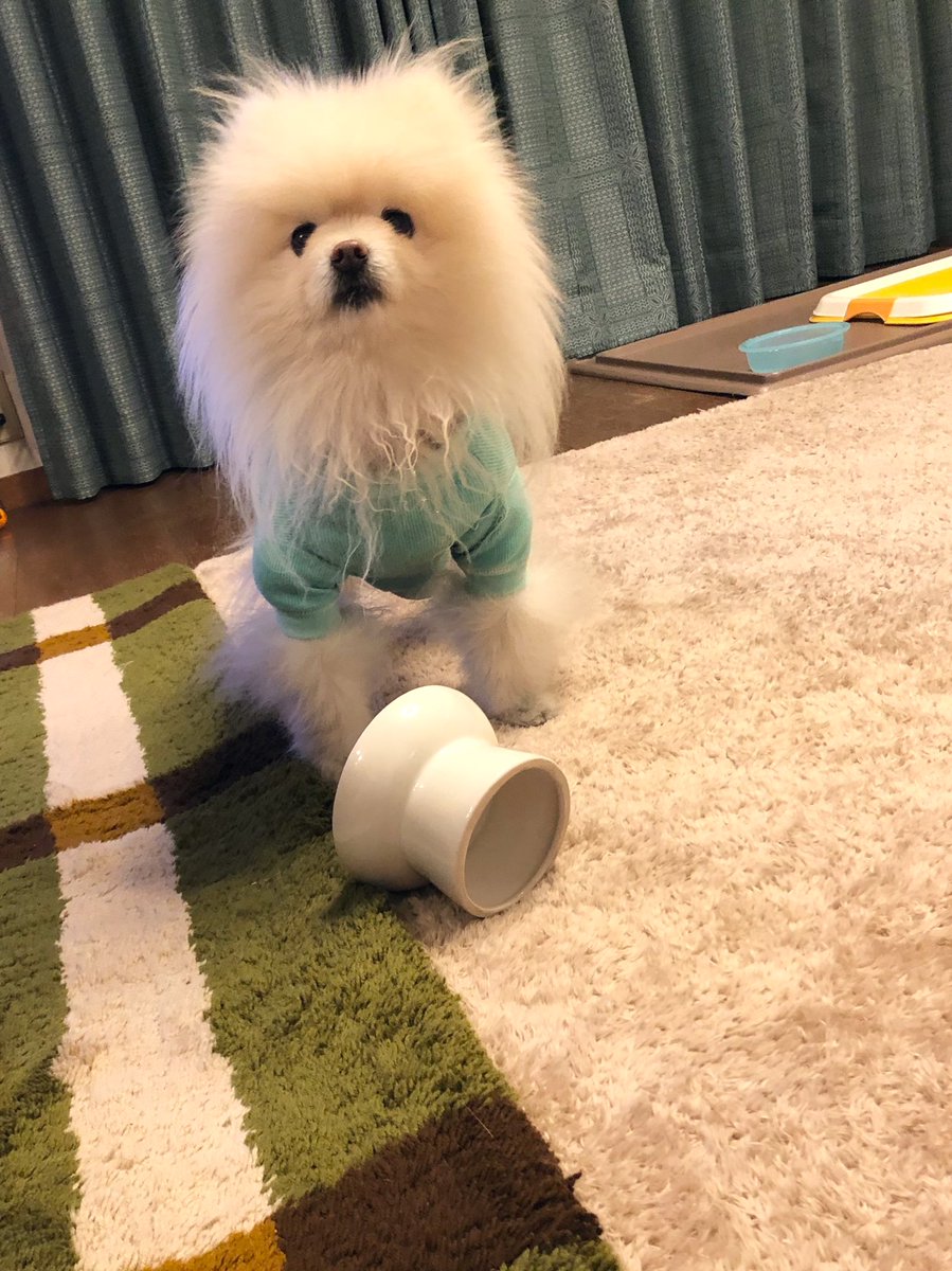 618_mail's tweet photo. ご飯足りなくてお皿ひっくり返した https://t.co/YUgMmLcPSh