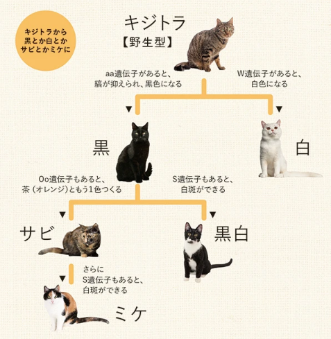 猫の基本はどんな柄 猫の毛色や柄は9種類の遺伝子座で決まるらしい Togetter