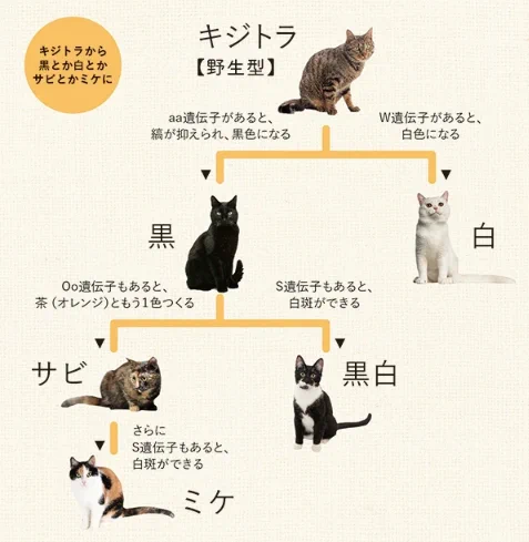 ネコの毛色や柄はどうやって決まる？それは遺伝子座で決まる！