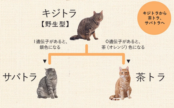 猫の基本はどんな柄 猫の毛色や柄は9種類の遺伝子座で決まるらしい Togetter