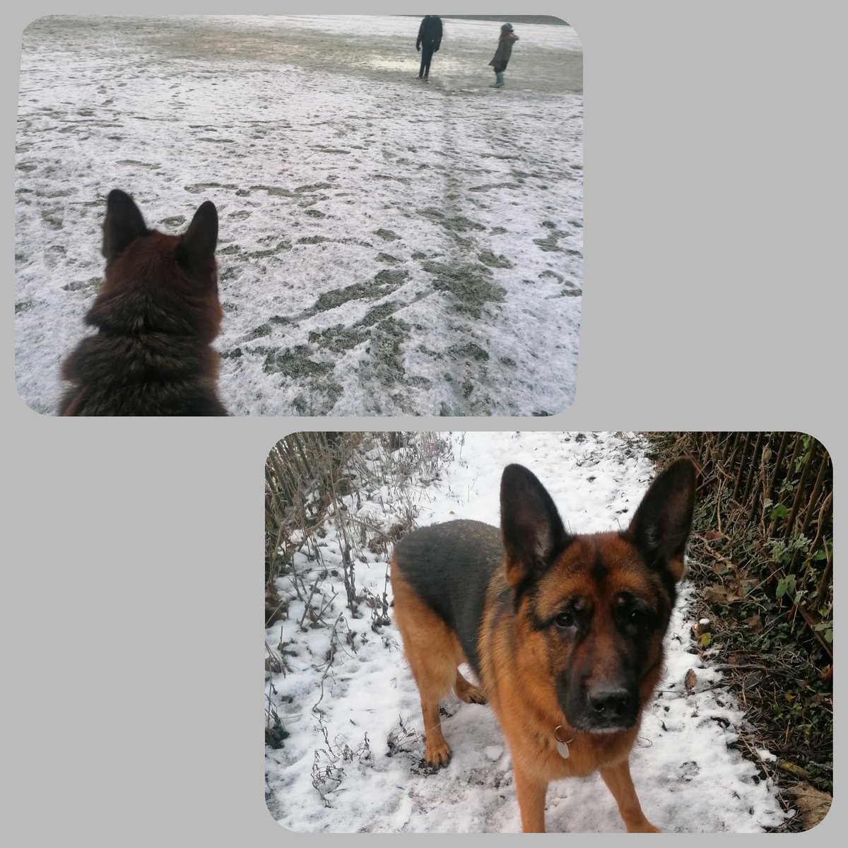 marathondogs's tweet photo. Still a bit of snow on ground! So Ziggy and I made tht most of it. ❤️
https://t.co/ET8mchTF7Q
#marathondogs #dogwalker #dogwalking #longeaton #stillsnow #GermanShepherd https://t.co/8aB4EevJzL