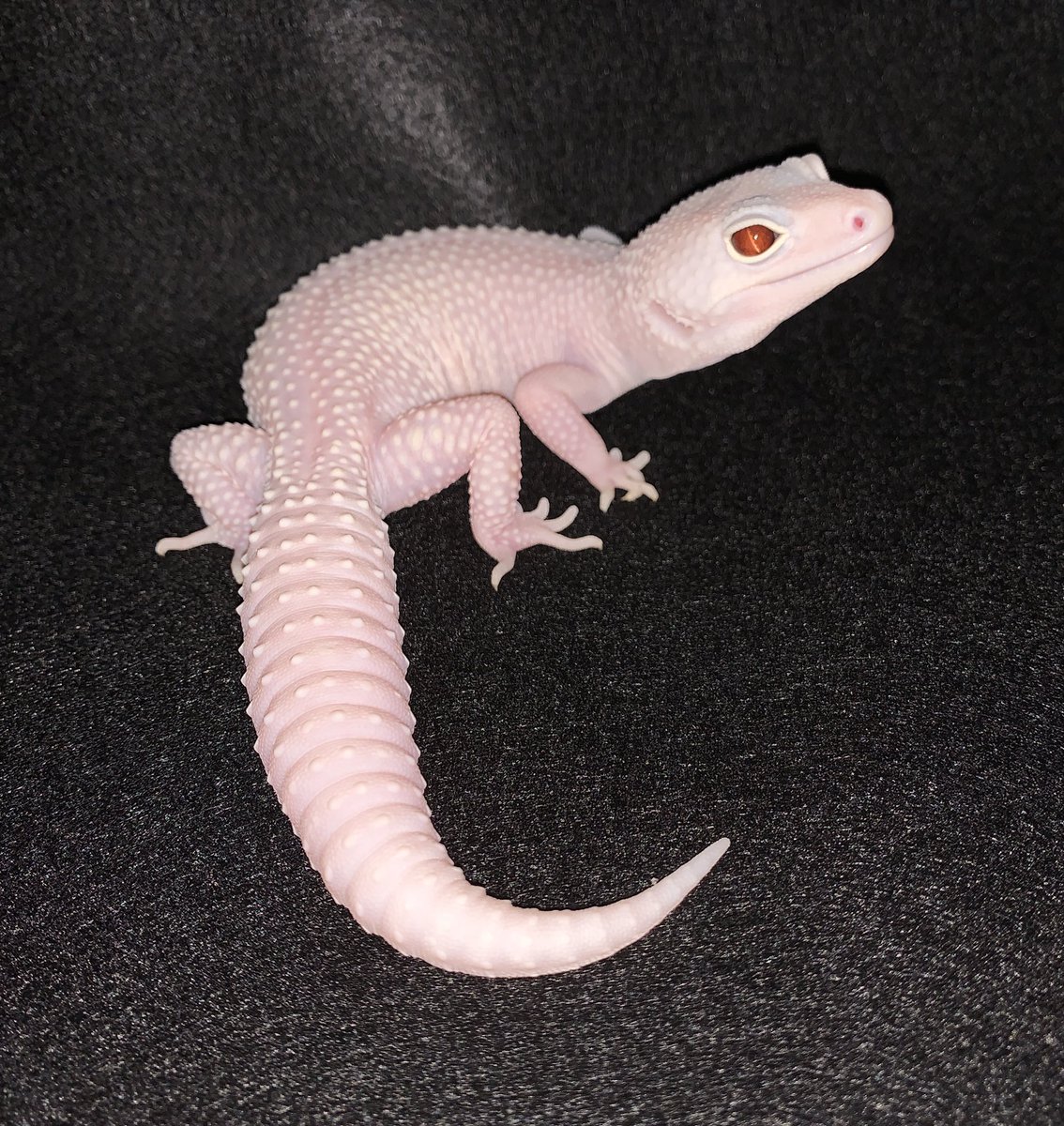 Bianco Leopa (@Bianco_leopa) / Posts / X