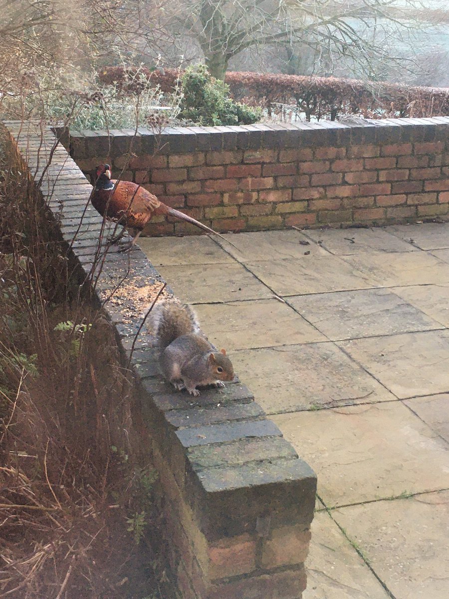 I feel a 'Caption this competition' coming on..... #philthepheasant #brucethesquirrel #lovemyjob #officeviews #roomwithaview #bragboroughhallbusinesscentre #virtualoffices #conferenceroom #meetingroom #familyrun #supportloc
