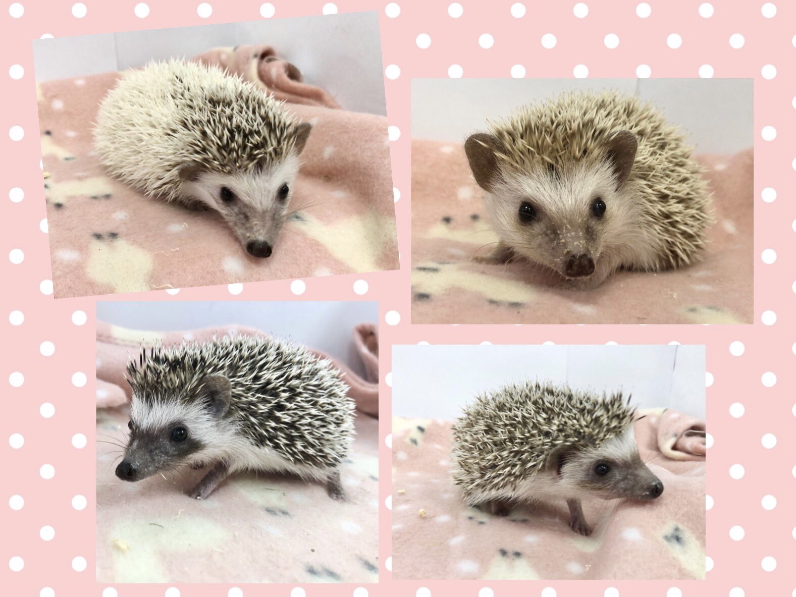 ハリネズミページ 楽天市場】ハリネズミ フィギュア 高さ16cm □ はりねずみ やま