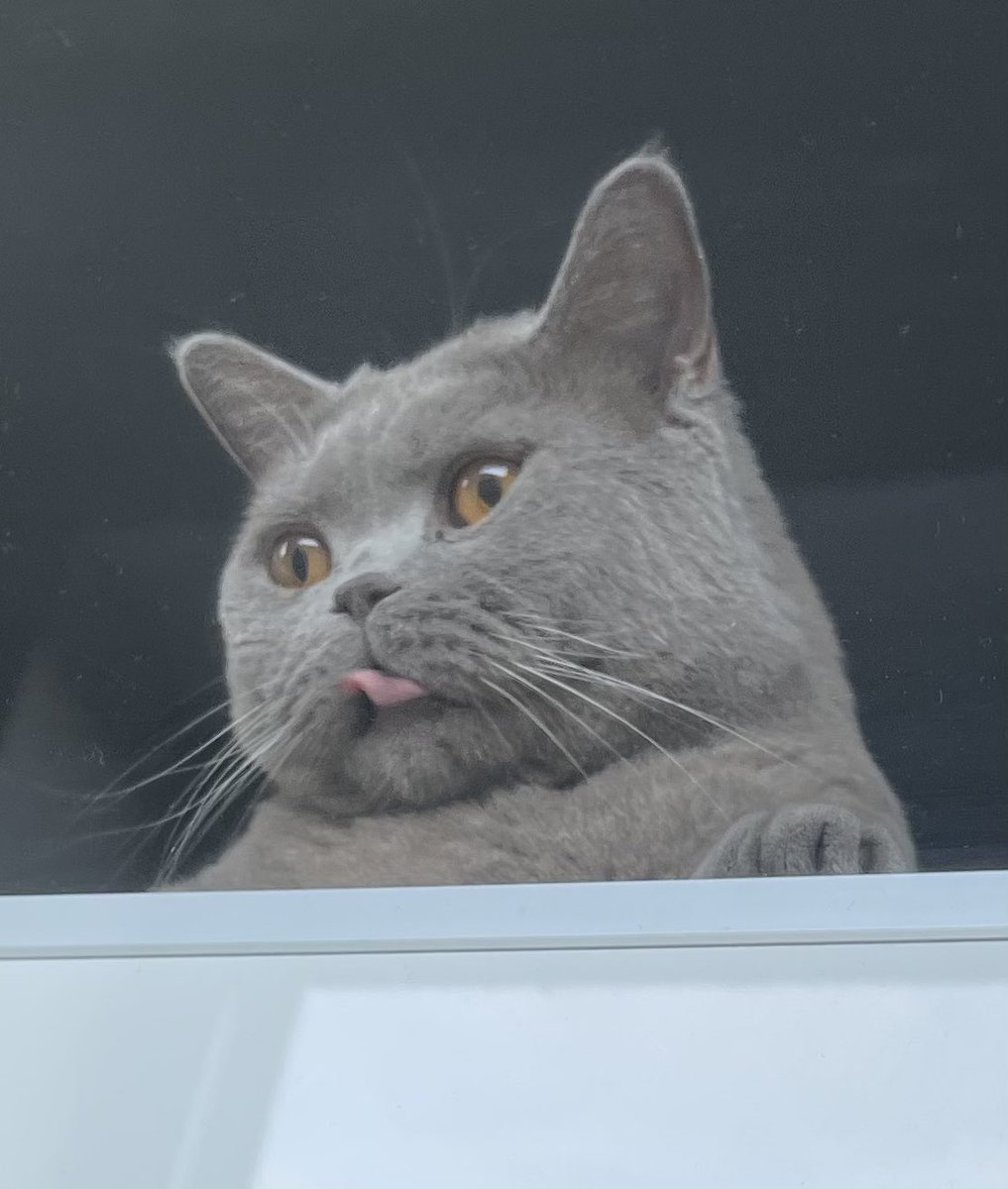 My cats mood swings dramatically, ranging from “ill slit your throat scum” to “herpy derp” within a minute #catsareweird