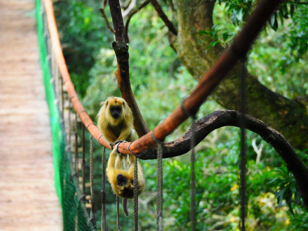 Plett Tourism tweet media