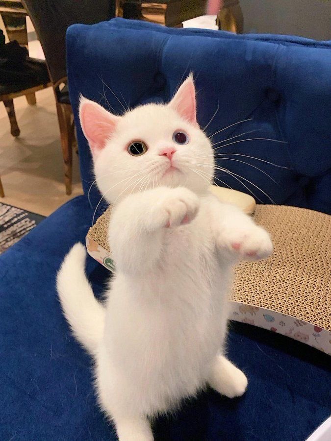 อ้ย ทางนี้ขอเข้าสมาคมแม่บ้านนุเน้กโพแงวด้วยต่ะ มีลูกมาอวดด้วยเหมือนกัน เปนฮาโลววีนย้อนหลัง หม่ามี้กัวม้าย #นุเน้กโพแงว