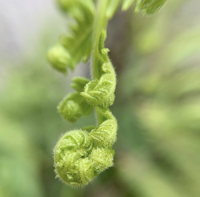 Silvitem 💚 tweet media